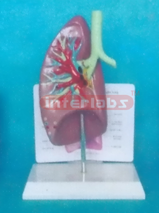 ANATOMICAL TRACHEA / LUNG MODEL WITH DESCRIPTION PLATE